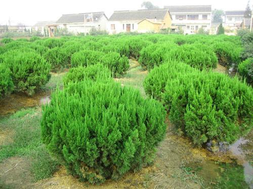 龍柏球供應(yīng)商、龍柏球產(chǎn)地、供應(yīng)龍柏球