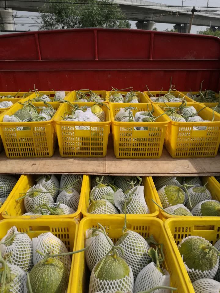 供應(yīng)陜西哈密瓜 陜西甘密寶哈密瓜價格基地