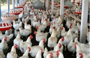 遼寧肉鴿子養(yǎng)殖  白羽雞養(yǎng)殖