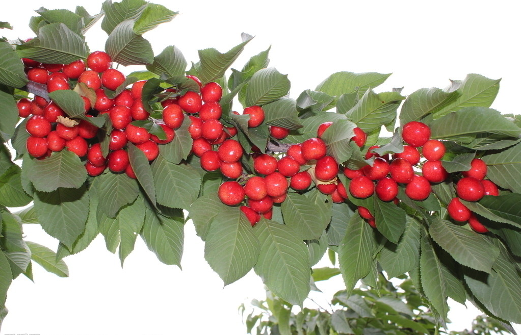 櫻桃供應(yīng)商、銷(xiāo)售櫻桃、櫻桃產(chǎn)地