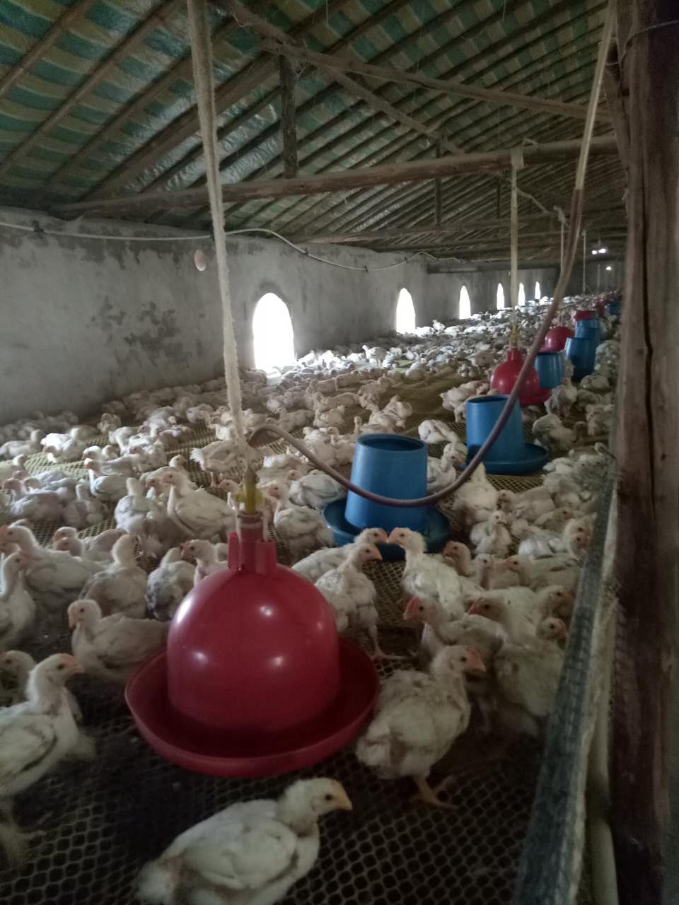 遼寧肉鴿子養(yǎng)殖  白羽雞養(yǎng)殖