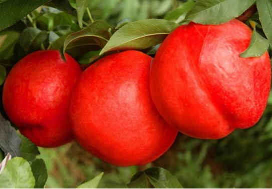 河南油桃樹苗種植   黃金油蟠桃批發(fā)