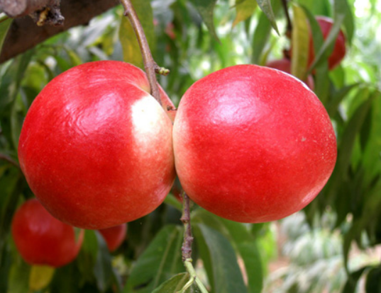 河南油桃樹苗種植   黃金油蟠桃批發(fā)