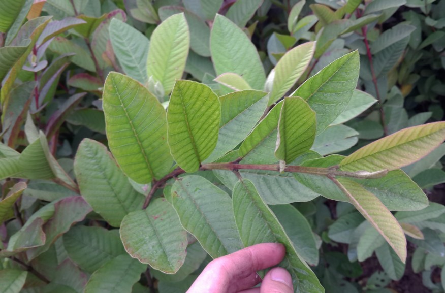 廣西哪里有賣番石榴苗，優(yōu)質(zhì)番石榴苗，石榴樹苗批發(fā) 優(yōu)質(zhì)番石榴苗批發(fā)