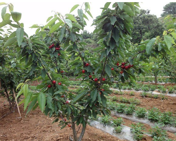 河南櫻桃樹(shù)苗種植   核桃樹(shù)苗銷售