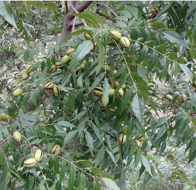 核桃苗種植  櫻桃樹苗種植