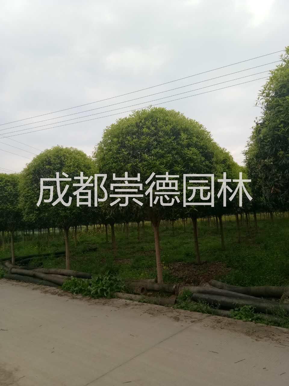 8-10公分* 八月桂廠家直銷