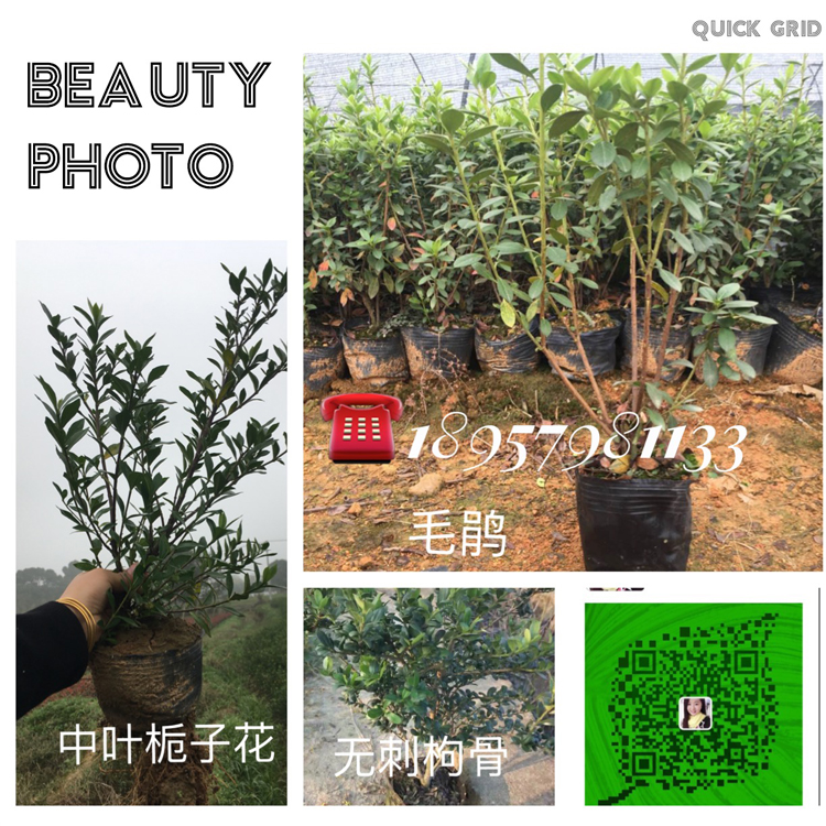 浙江紅葉石楠大杯價(jià)格|浙江紅葉石楠批發(fā)|浙江紅葉石楠種植