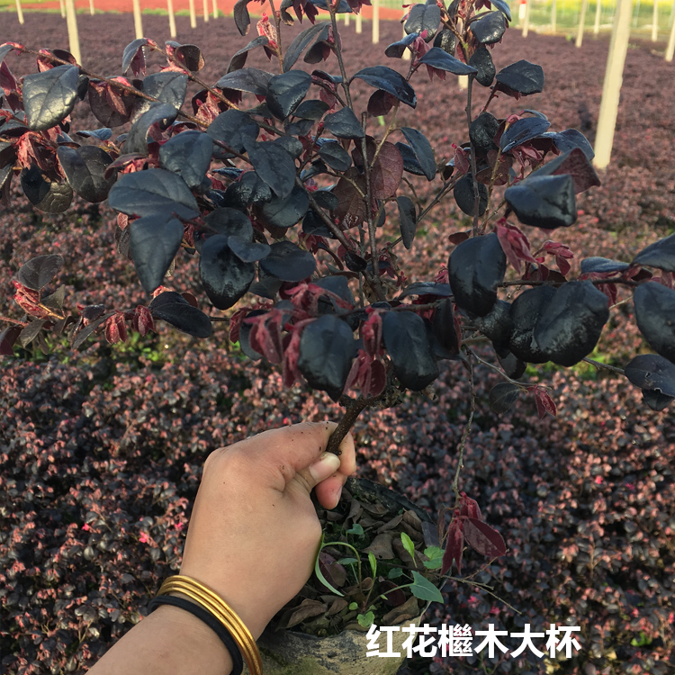 浙江紅花檵木大杯供貨商_浙江紅花檵木批發(fā)_浙江檵木價格