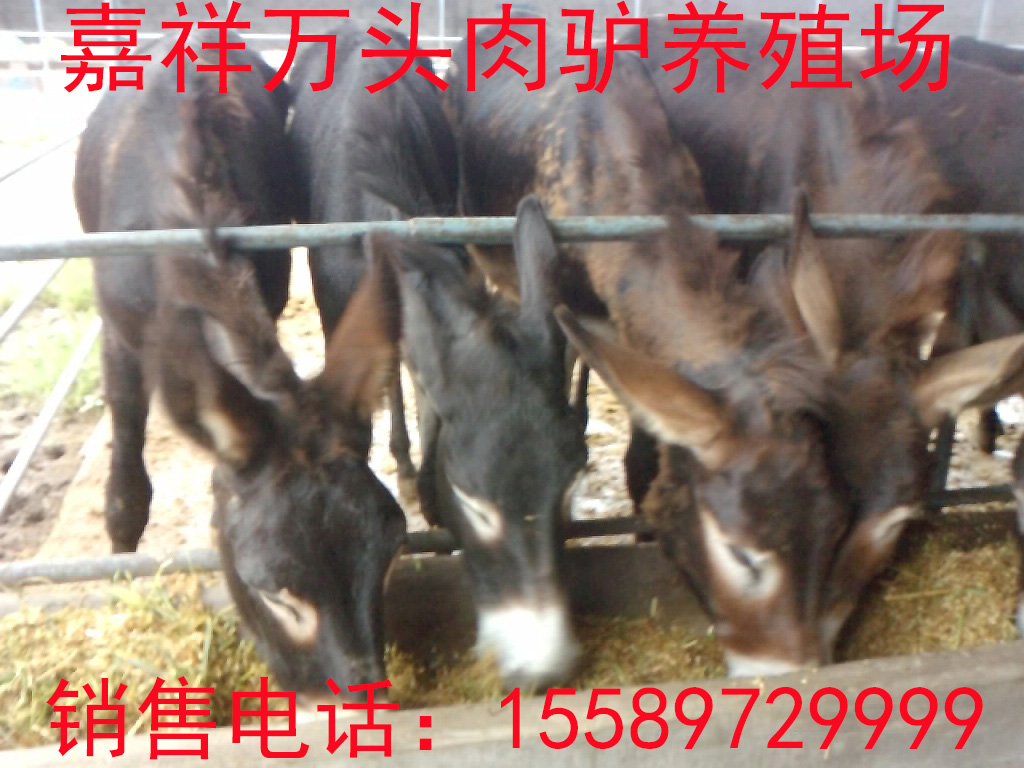 肉驢全部依賴精飼料喂有害健康