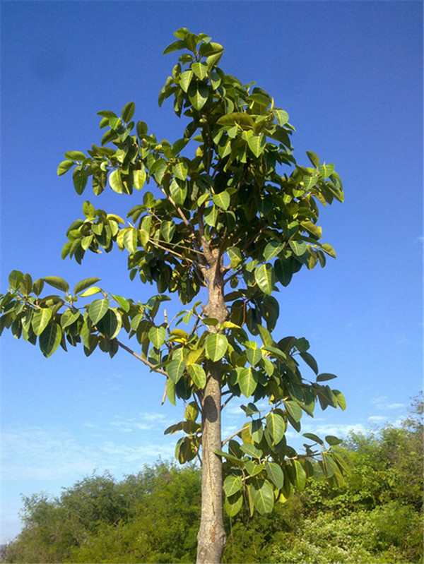批發(fā)綠化苗木高山榕供應(yīng) 高山榕移植