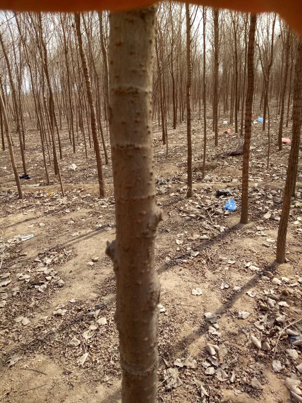 河北榆樹苗圃價(jià)格 河北榆樹多少錢一株 河北榆樹苗圃報(bào)價(jià)