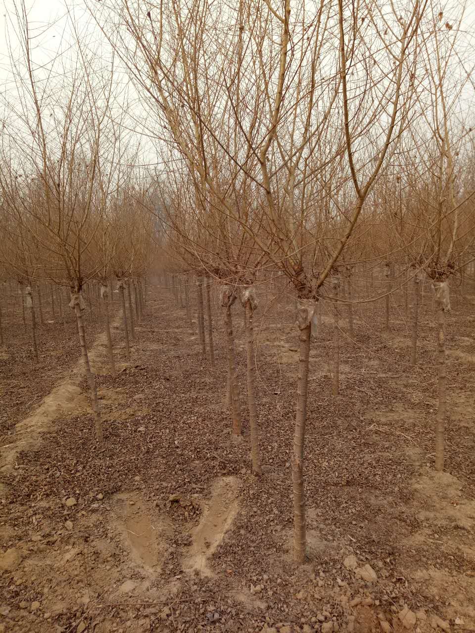 河北榆樹苗圃價(jià)格 河北榆樹多少錢一株 河北榆樹苗圃報(bào)價(jià)