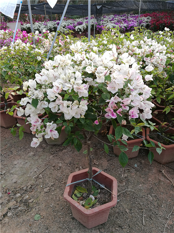 供應(yīng) 四川三角梅  花蝴蝶三角梅  各種顏色 袋苗盆栽自產(chǎn)自銷