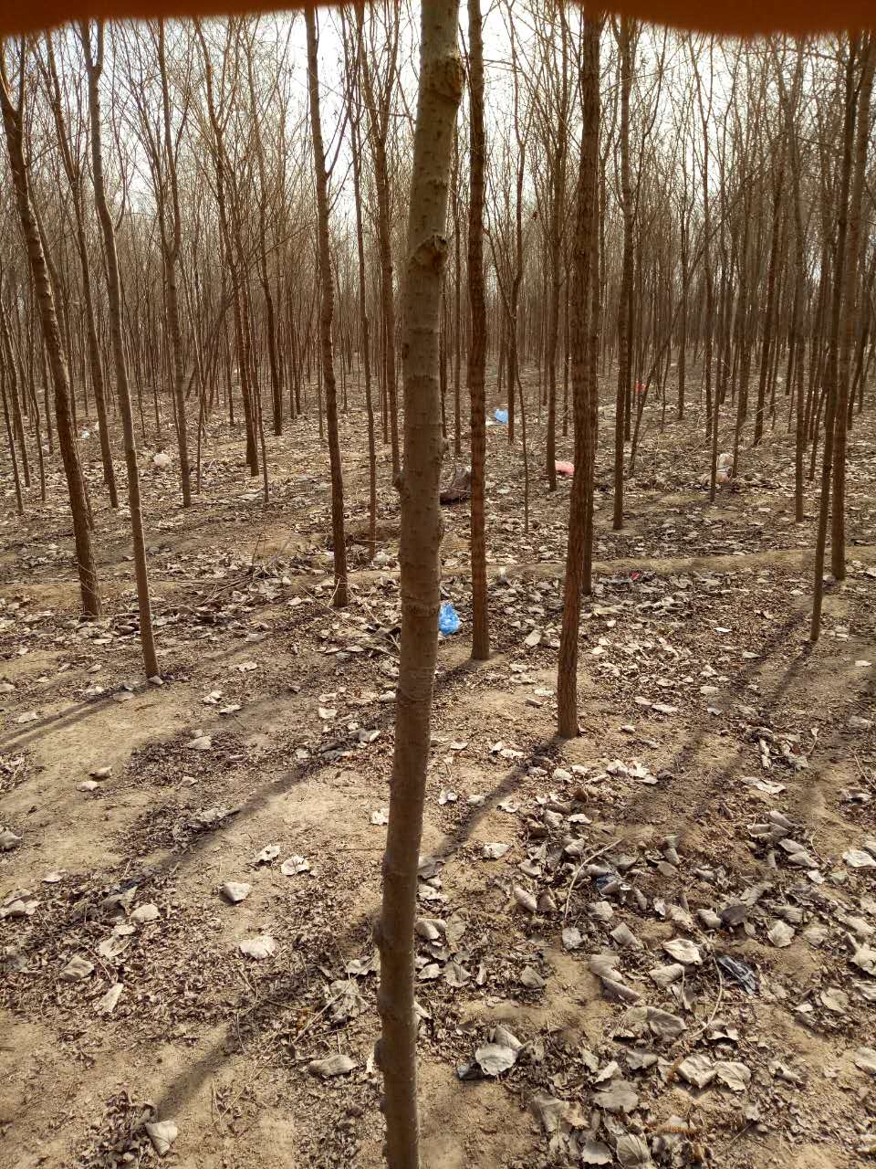 河北榆樹苗圃價(jià)格 河北榆樹多少錢一株 河北榆樹苗圃報(bào)價(jià)