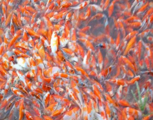 珍珠金魚(yú)珍珠金魚(yú)批發(fā)廠家珍珠金魚(yú)批發(fā)批發(fā)網(wǎng)珍珠金魚(yú)批發(fā)公司