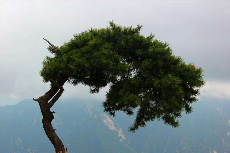 3米華山松價(jià)格