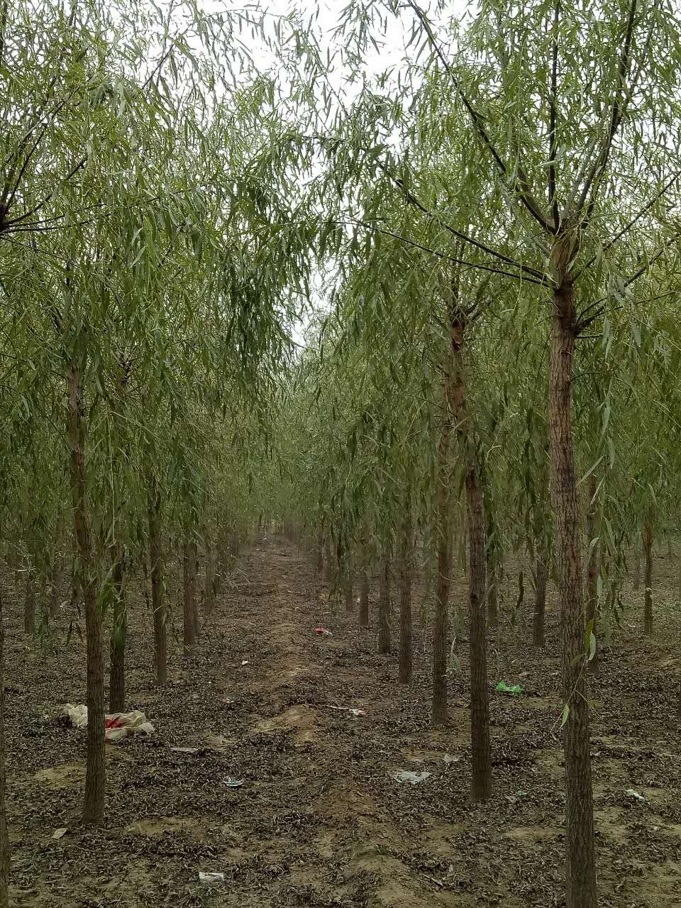 河北金葉復(fù)葉槭價(jià)格 河北金葉復(fù)葉槭多少錢(qián) 河北金葉復(fù)葉槭苗圃報(bào)價(jià)