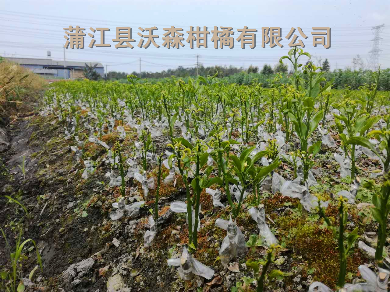 四川不知火苗丑柑橘五葉苗 成都不知火柑橘五月苗價(jià)格