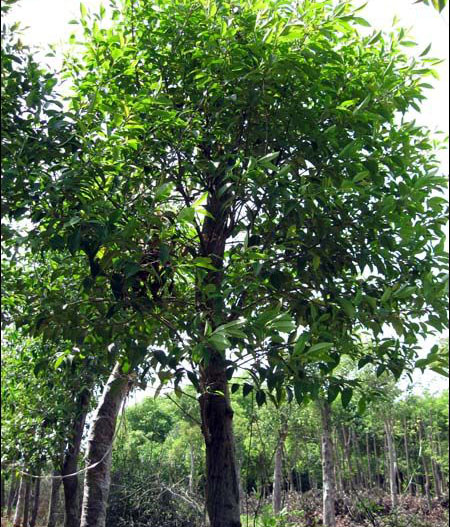 紅果冬青樹苗價格 紅果冬青樹苗優(yōu)質(zhì)供應(yīng)商批發(fā) 園林綠化 易存活