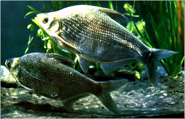 武昌魚供應(yīng)商、銷售武昌魚、武昌魚產(chǎn)地