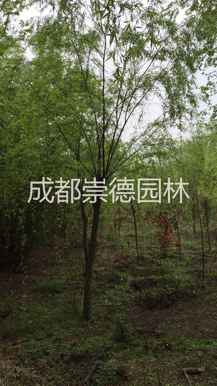 成都*供應(yīng)*垂柳處理啦，崇德園林垂柳基地價格 成都廠家直銷*垂柳處理啦