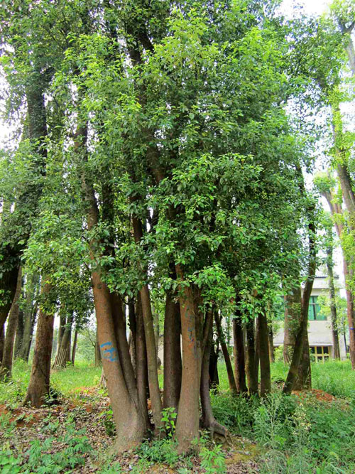 湖南叢生*多桿香樟價(jià)格 湖南香樟基地批發(fā)價(jià)格 湖南多桿香樟批發(fā) 湖南叢生*多桿香樟批發(fā)