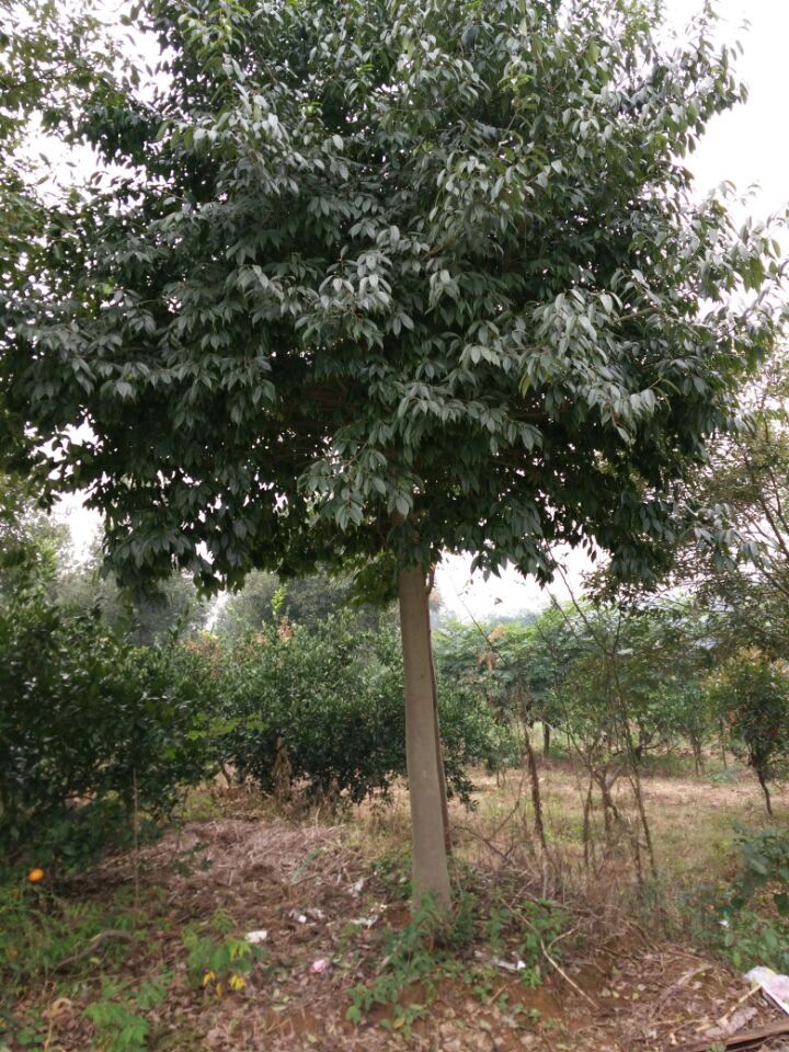 紅果冬青樹苗價格 紅果冬青樹苗優(yōu)質(zhì)供應(yīng)商批發(fā) 園林綠化 易存活