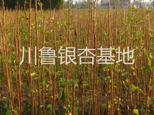 河北  銀杏樹  銀杏報價   銀杏樹  銀杏報價   批發(fā)  白果樹 銀杏樹  銀杏報價   白果樹 銀杏樹    白