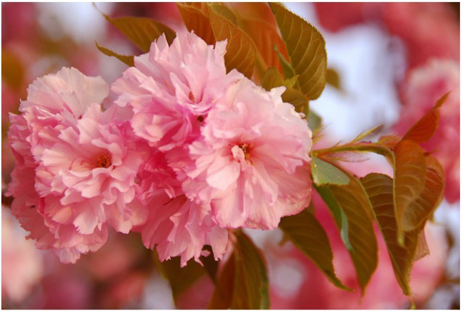 陜西矮化櫻桃苗  矮化櫻桃苗報(bào)價(jià)  矮化櫻桃苗供應(yīng) 獼猴桃苗