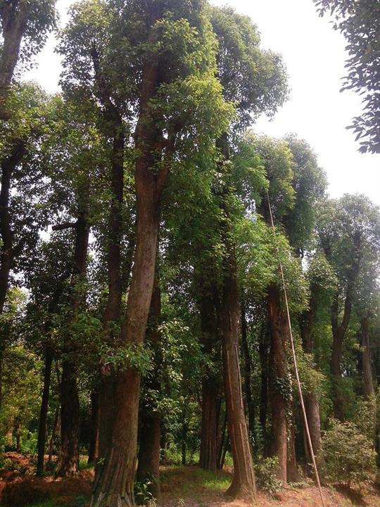 湖南叢生*多桿香樟價(jià)格 湖南香樟基地批發(fā)價(jià)格 湖南多桿香樟批發(fā) 湖南叢生*多桿香樟批發(fā)