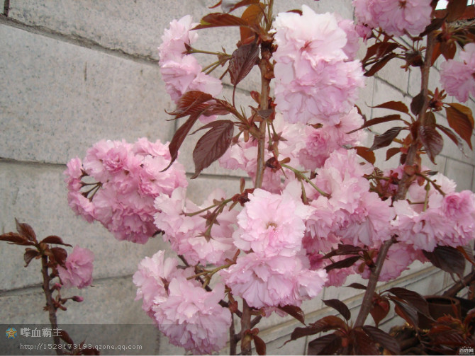 陜西矮化櫻桃苗  矮化櫻桃苗報(bào)價(jià)  矮化櫻桃苗供應(yīng) 獼猴桃苗