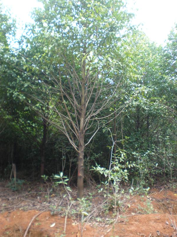 紅果冬青樹苗價格 紅果冬青樹苗優(yōu)質(zhì)供應(yīng)商批發(fā) 園林綠化 易存活