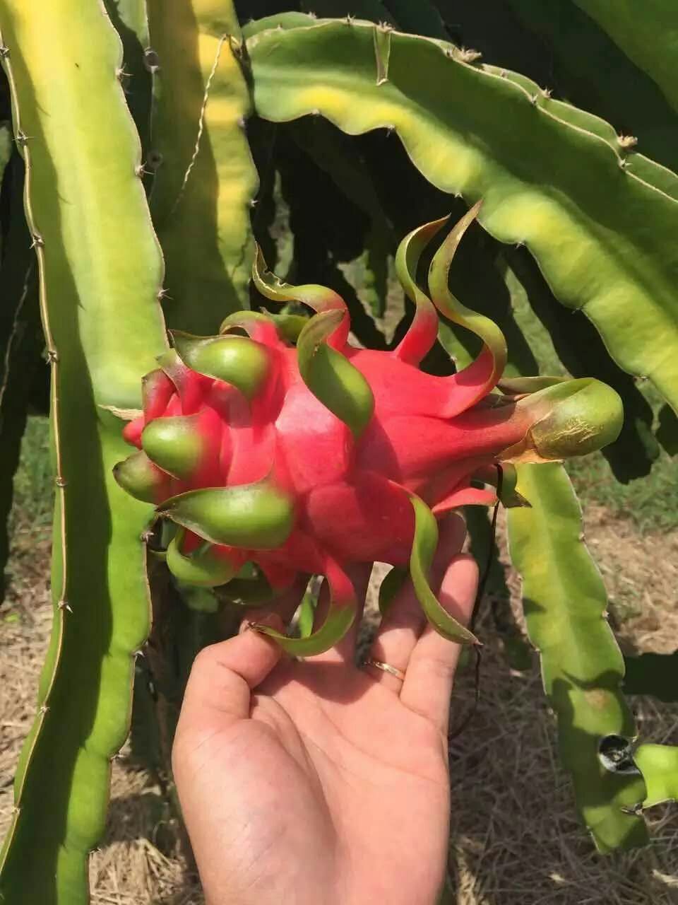 越南火龍果哪里買 越南火龍果鮮活快達(dá)   越南進(jìn)口火龍果