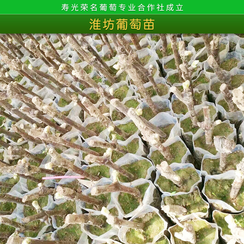 葡萄苗批發(fā) 大棚葡萄苗種植技術(shù)榮名葡萄*1號大硼種植苗 濰坊葡萄苗