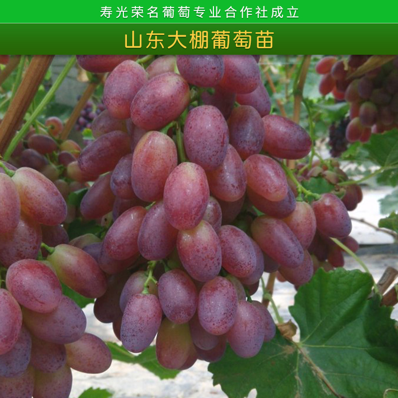 中國葡萄模范合作社山東大棚葡萄苗木栽培方法種植技術指導服務