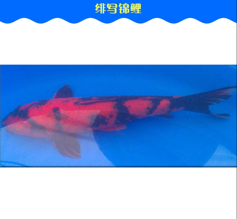 觀賞魚緋寫錦鯉 純種活體紅黑二色斑紋寫類錦鯉 廠家直銷批發(fā)