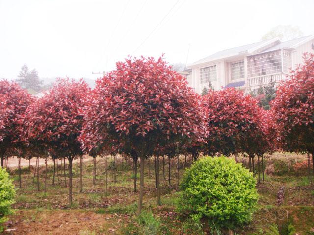 湖南紅葉石楠樹苗批發(fā) 湖南樹苗多少錢一株 湖南紅葉石楠樹苗批發(fā) 湖南紅葉石楠樹苗圃