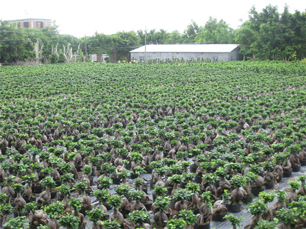 人參榕（地瓜榕）基地產(chǎn)量直銷 供應(yīng)批發(fā)量大從優(yōu) 福建人參榕采購網(wǎng) 福建人參榕廠家 福建人參榕哪家好