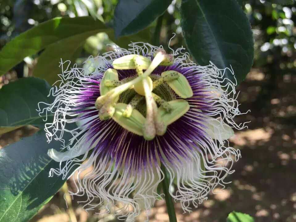 越南百香果 越南進(jìn)口百香果產(chǎn)地直采鮮活快達(dá) 越南進(jìn)口百香果