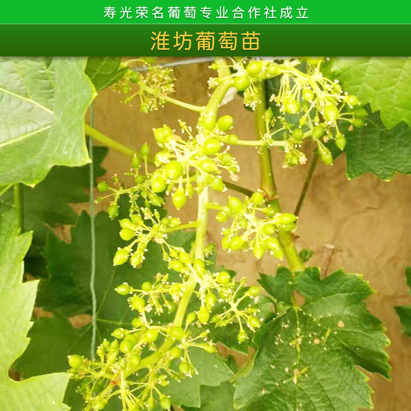 葡萄苗批發(fā) 大棚葡萄苗種植技術(shù)榮名葡萄*1號大硼種植苗 濰坊葡萄苗