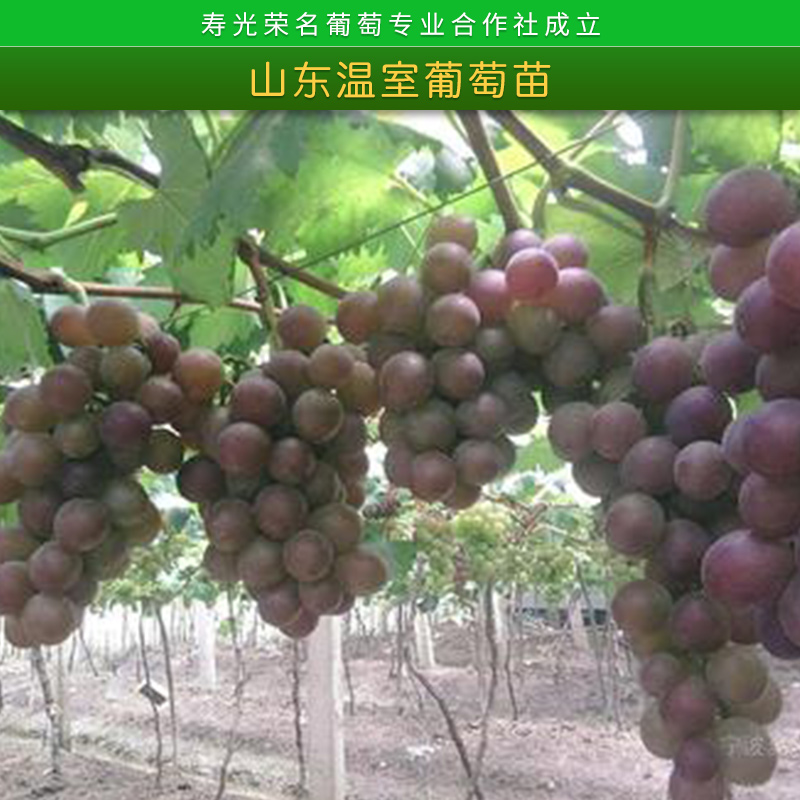 山東溫室葡萄苗榮*新品種葡萄3號(hào)/4號(hào)*四號(hào)大棚植技苗木批發(fā)