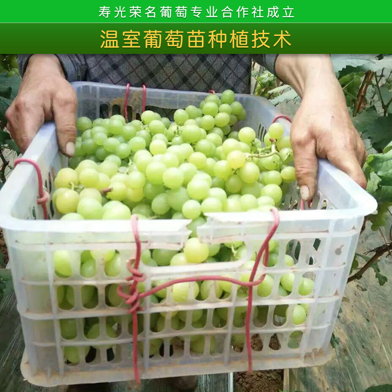 中國葡萄模范合作社溫室葡萄苗種植技術(shù)指導(dǎo)服務(wù)大棚葡萄栽培經(jīng)驗方法