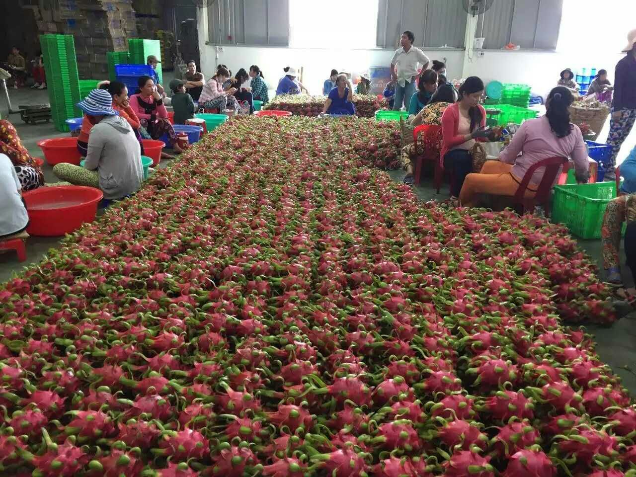 越南火龍果   越南火龍果直銷 越南火龍果報價