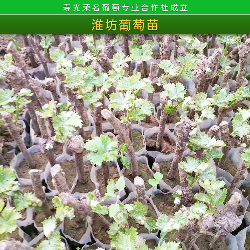 葡萄苗批發(fā) 大棚葡萄苗種植技術(shù)榮名葡萄*1號大硼種植苗 濰坊葡萄苗