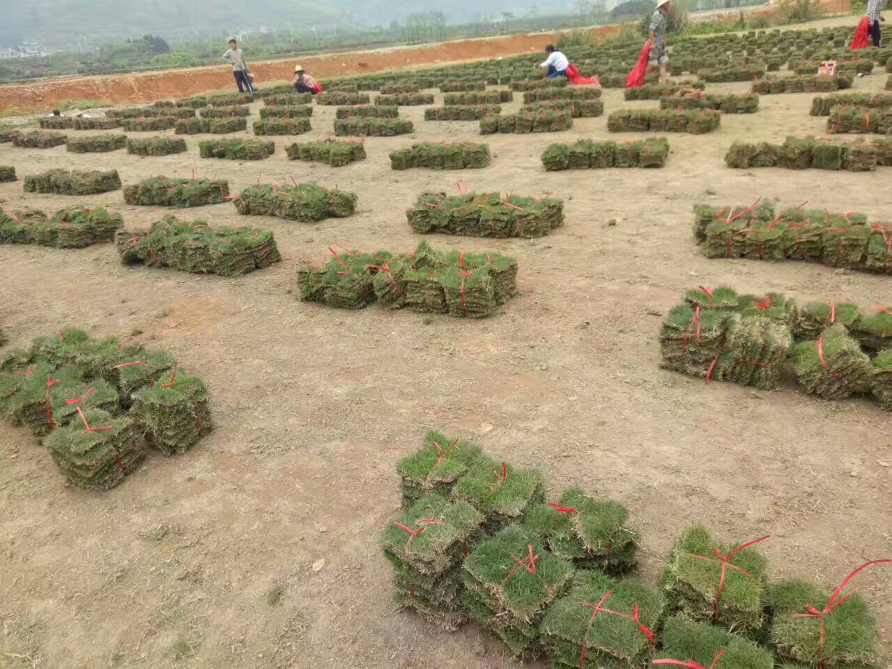 馬尼拉草 馬尼拉草皮供應(yīng) 湖南郴州草坪基地 湖南馬尼拉 湖南郴州草坪小苗基地
