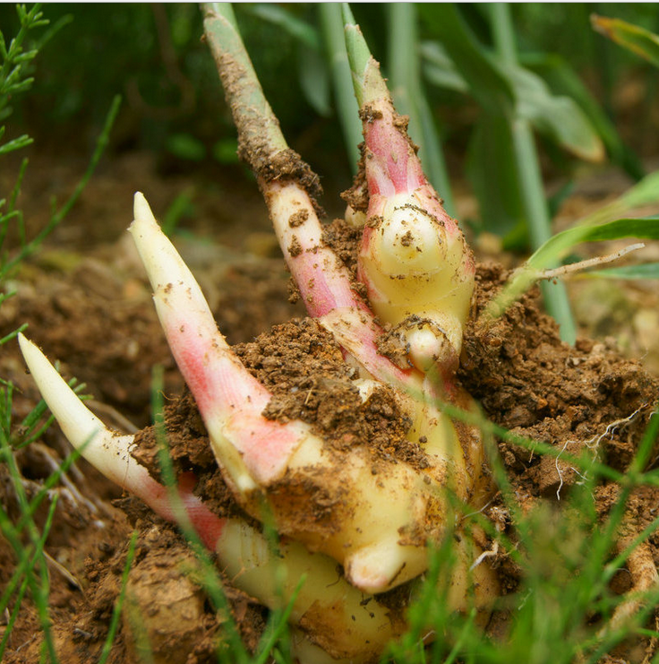 生姜 云南*生姜批發(fā) 有機種植 農家自種小黃姜 5公斤禮盒