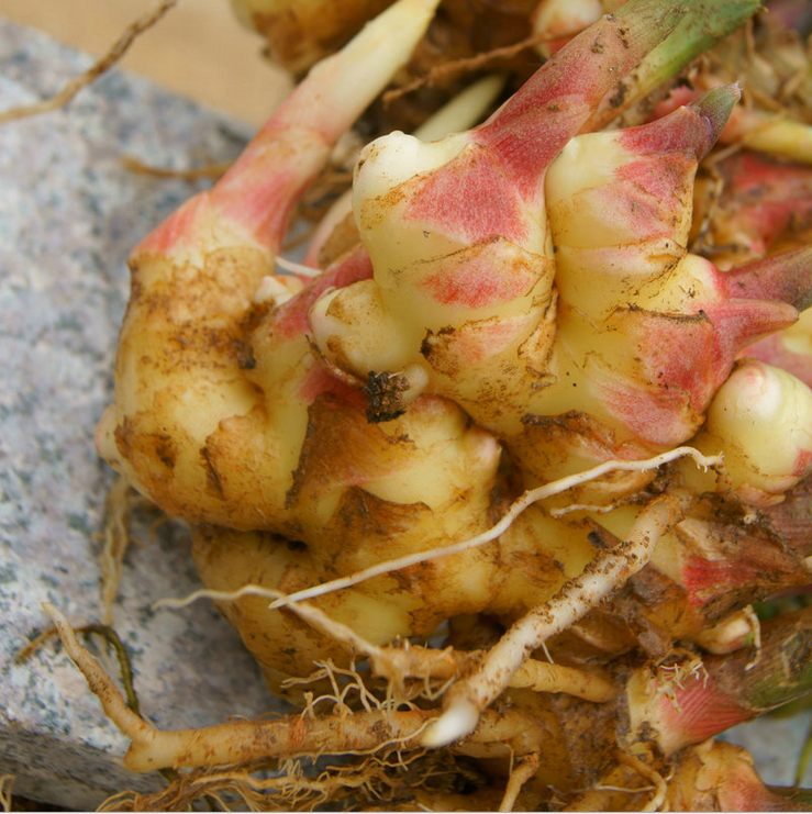 生姜 云南*生姜批發(fā) 有機種植 農家自種小黃姜 5公斤禮盒