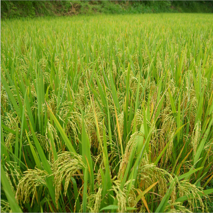 產(chǎn)地直銷 云南有機(jī)糙米價(jià)格 廣東糙米供應(yīng)商 有機(jī)糙米批發(fā)電話