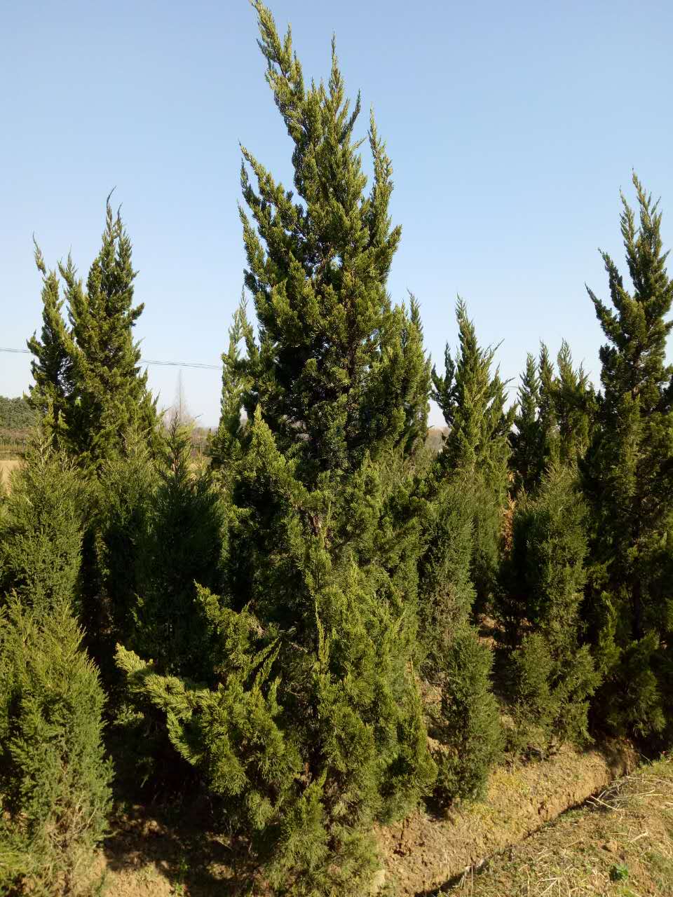 大量供應(yīng)1到4米龍柏 安徽龍柏供應(yīng)商 安徽龍柏批發(fā) 大量供應(yīng)龍柏